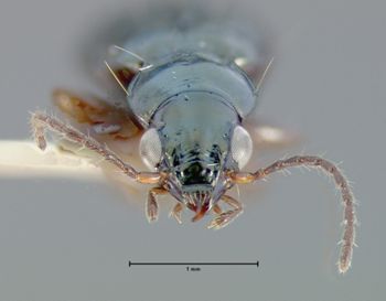 Media type: image;   Entomology 19627 Aspect: head frontal view